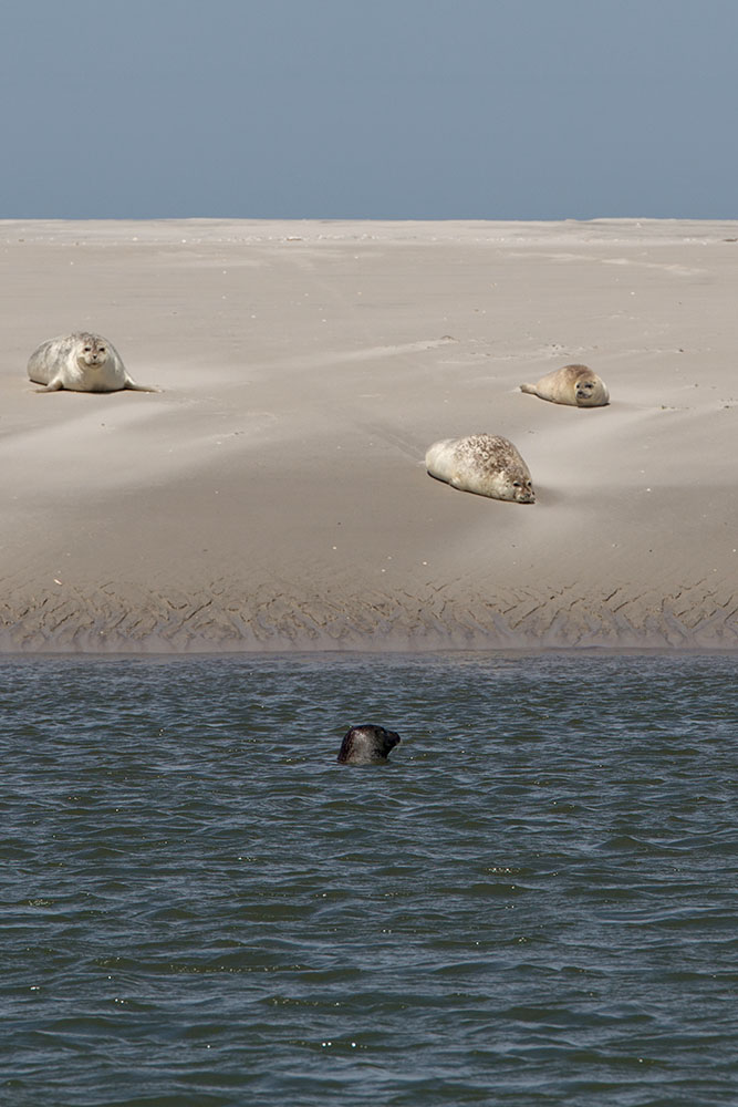 familienurlaub-nordsee